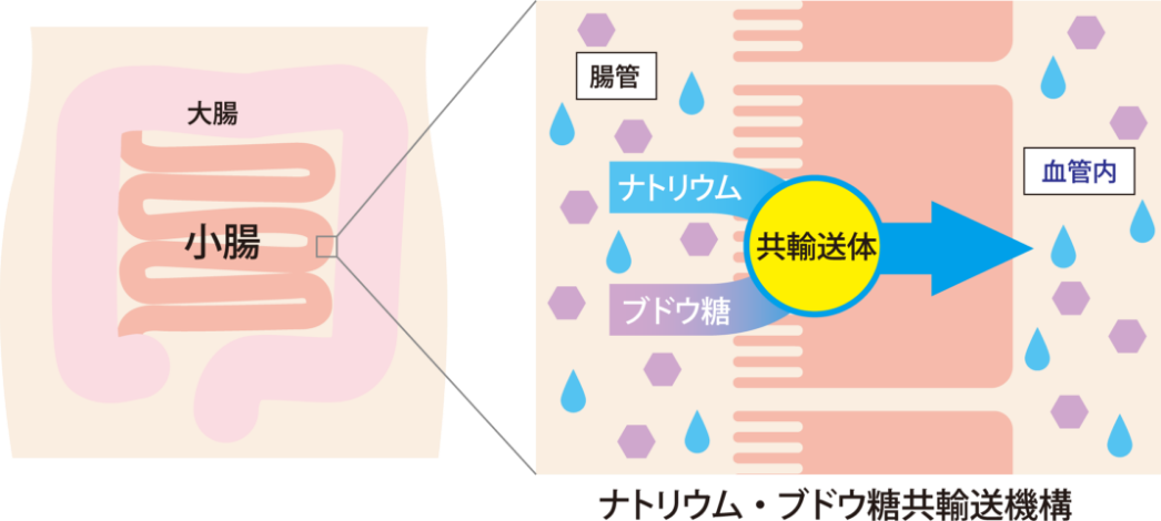 ナトリウム・ブドウ糖共輸送機構