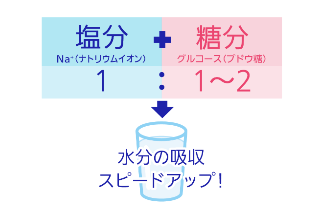 塩分 Na+(ナトリウムイオン) + 糖分 グルコース(ブドウ糖)、1:1~2 → 水分の吸収スピードアップ!